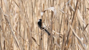 Japanese Tit 秋ヶ瀬公園(ピクニックの森) Sat, 3/12/2022