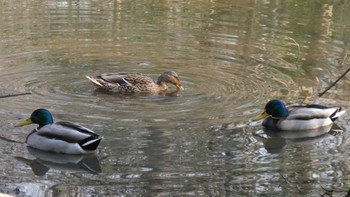 Mallard 秋ヶ瀬公園(ピクニックの森) Sat, 3/12/2022