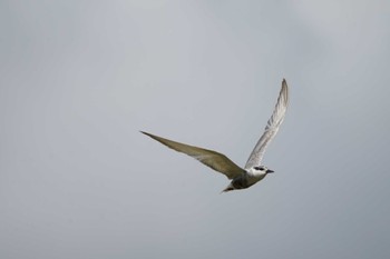 Whiskered Tern 潟ノ内(島根県松江市) Thu, 10/13/2022