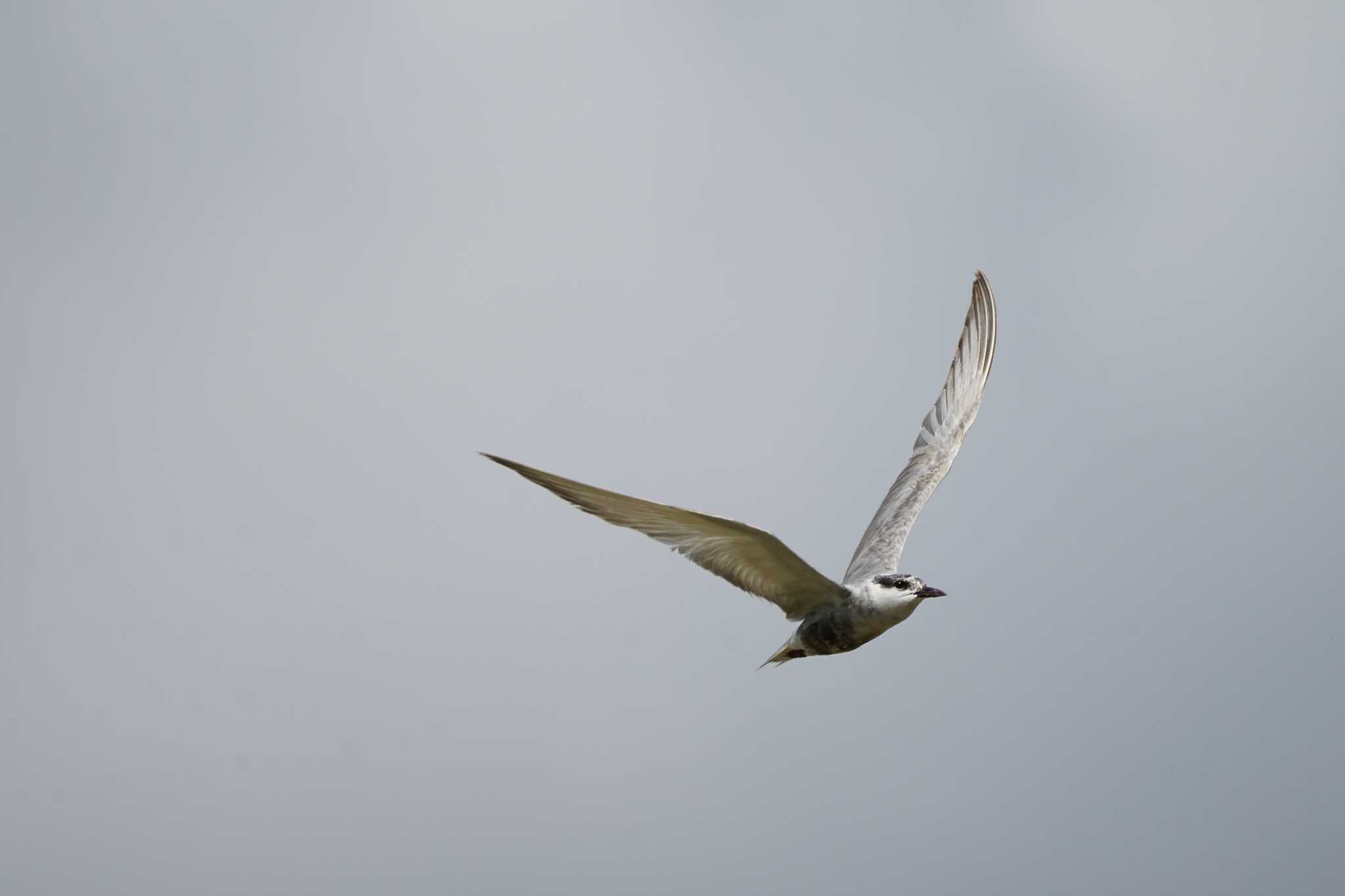 Photo of Whiskered Tern at 潟ノ内(島根県松江市) by ひらも