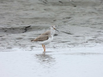 ソリハシシギ ふなばし三番瀬海浜公園 2022年9月23日(金)