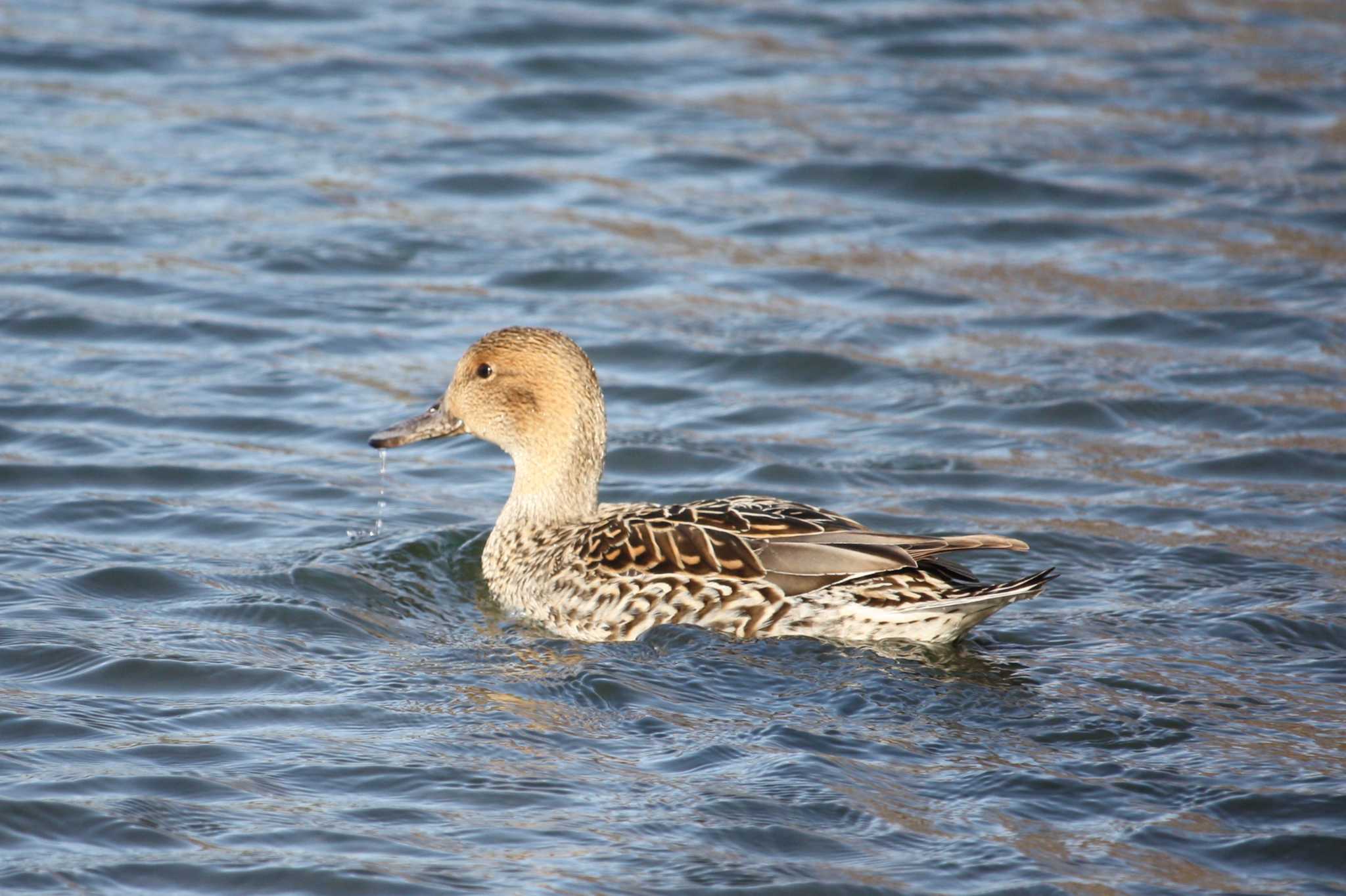 Northern Pintail