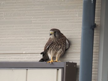 Common Kestrel 和歌山市 Mon, 10/10/2022