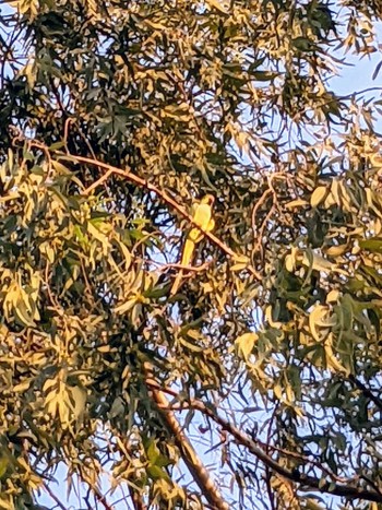 Indian Rose-necked Parakeet Ahmedabad India Thu, 10/13/2022