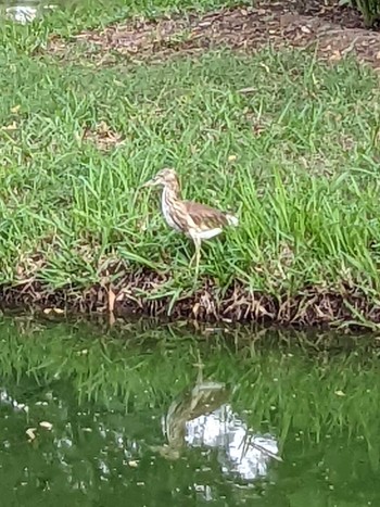 Indian Pond Heron Ahmedabad India Wed, 10/12/2022