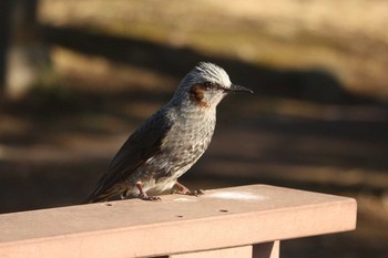 2018年2月11日(日) 中郷温水池(三島市)の野鳥観察記録