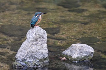 カワセミ 夙川河川敷緑地(夙川公園) 2022年8月28日(日)