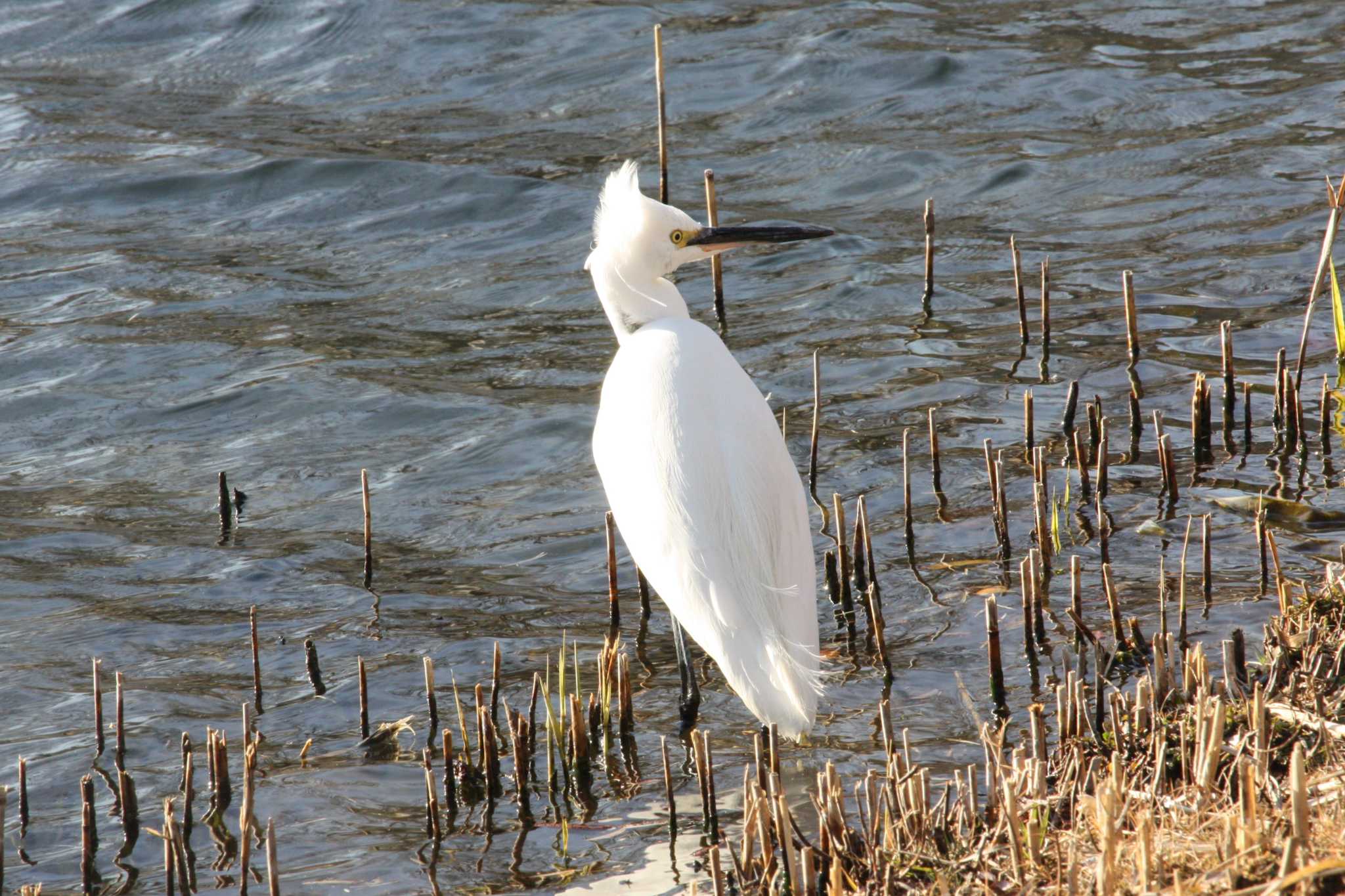 Photo of Little Egret at 中郷温水池(三島市) by Yuka