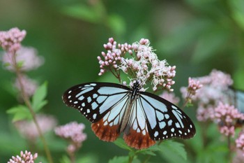 Unknown Species 福岡県 Wed, 10/12/2022