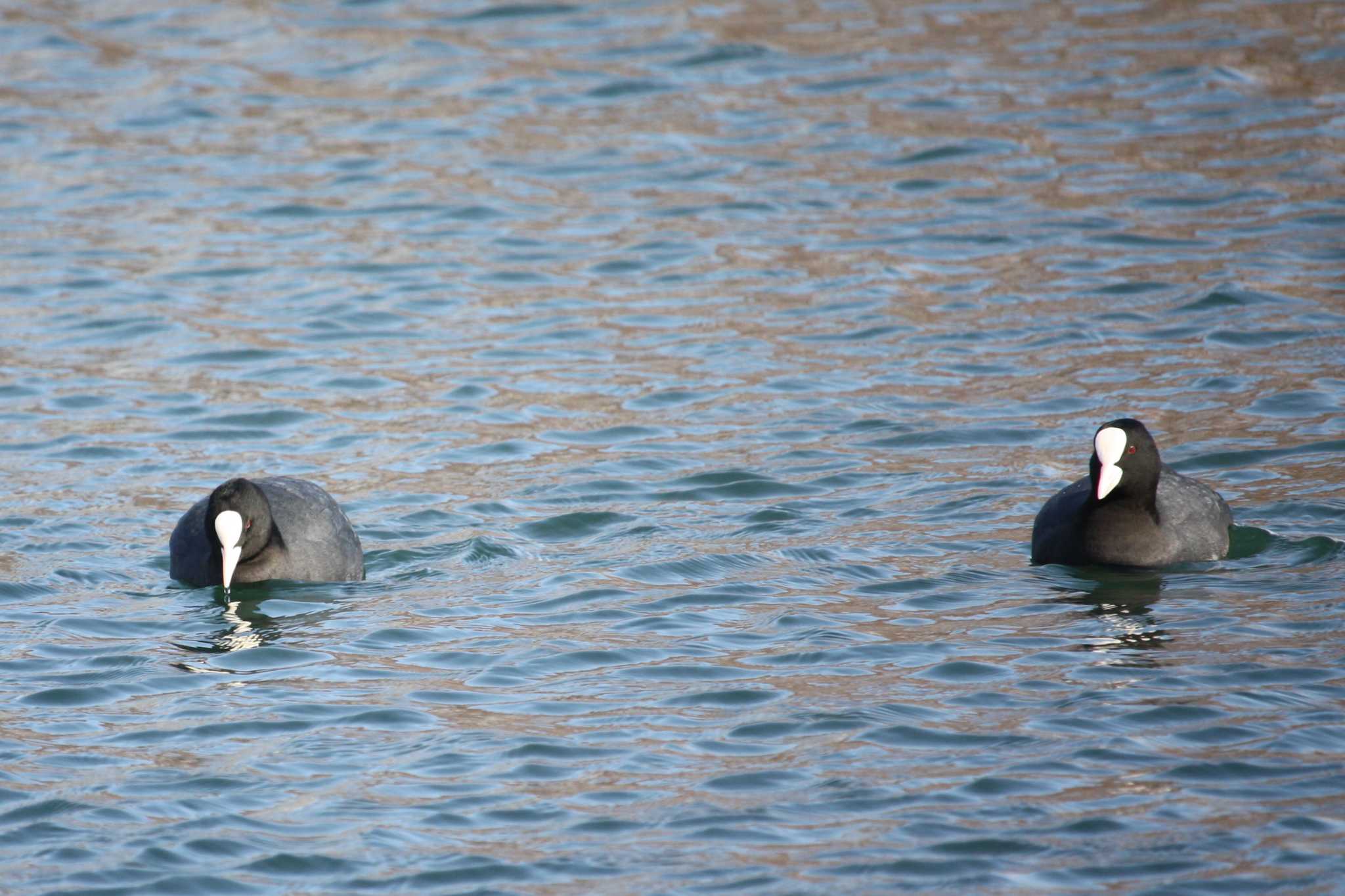 Eurasian Coot