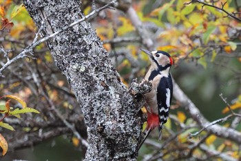 Great Spotted Woodpecker Senjogahara Marshland Wed, 10/12/2022