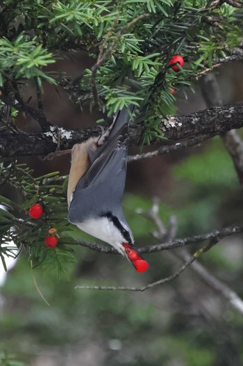 Eurasian Nuthatch 奥日光 Wed, 10/12/2022