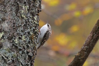 Eurasian Treecreeper Senjogahara Marshland Wed, 10/12/2022