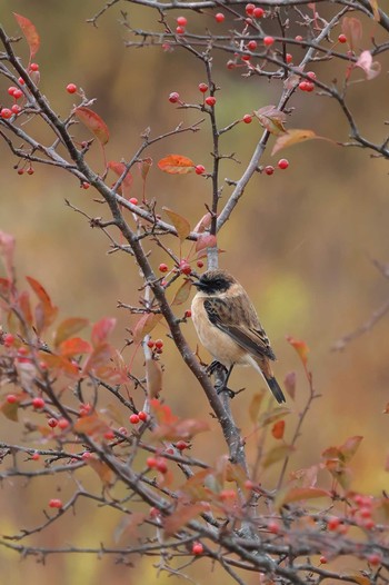 Amur Stonechat Senjogahara Marshland Wed, 10/12/2022