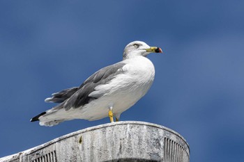 Black-tailed Gull 播磨大橋 Sun, 9/25/2022