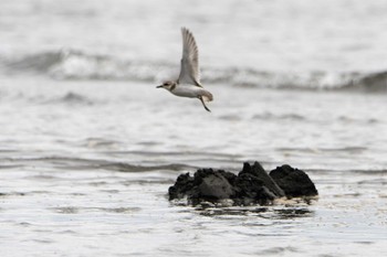 オオメダイチドリ ふなばし三番瀬海浜公園 2021年9月5日(日)