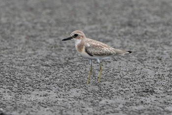 オオメダイチドリ ふなばし三番瀬海浜公園 2021年9月5日(日)