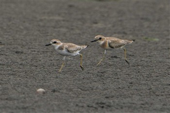 オオメダイチドリ ふなばし三番瀬海浜公園 2021年9月5日(日)