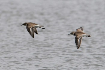 オオメダイチドリ ふなばし三番瀬海浜公園 2021年9月5日(日)