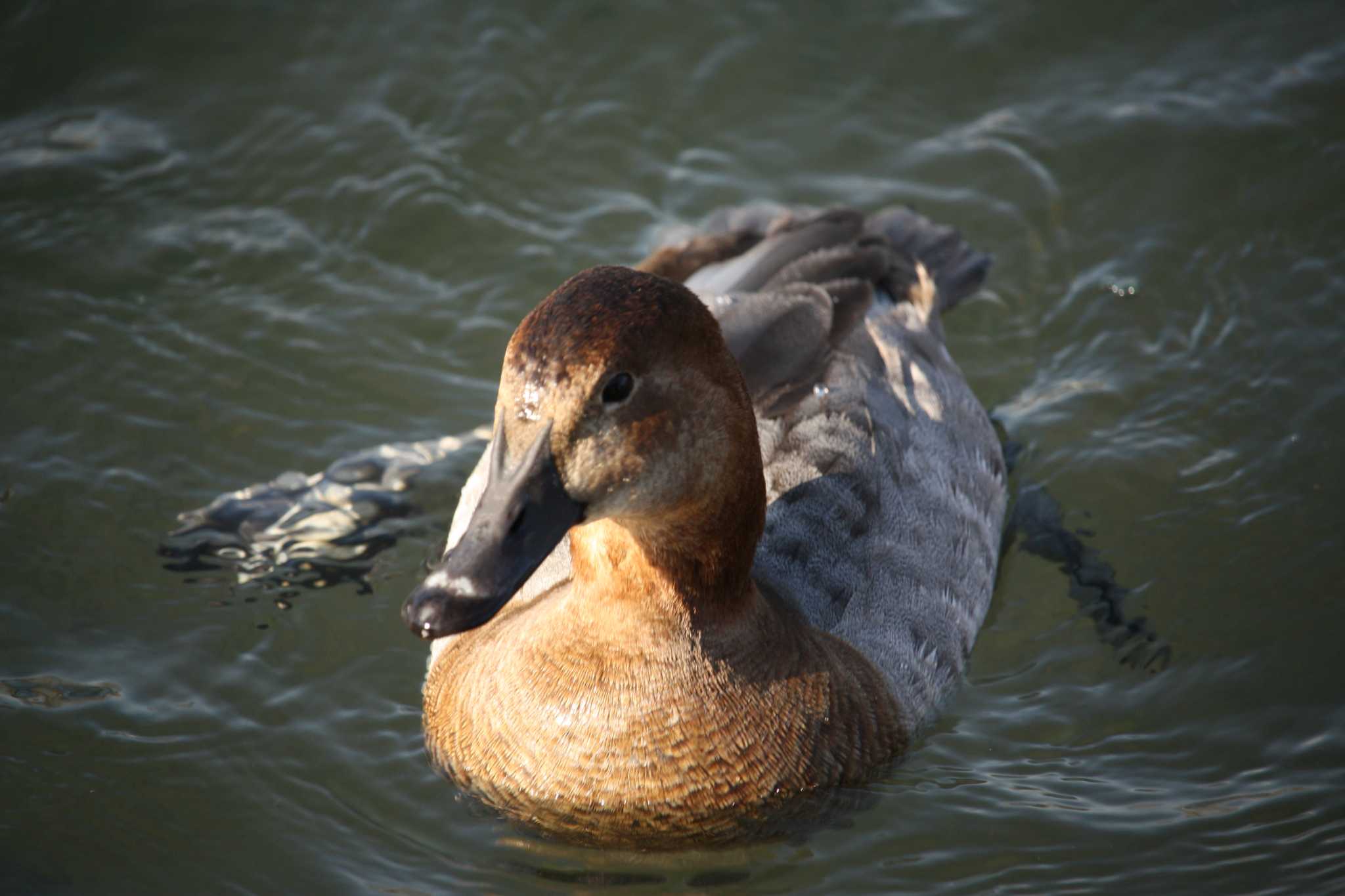 Common Pochard