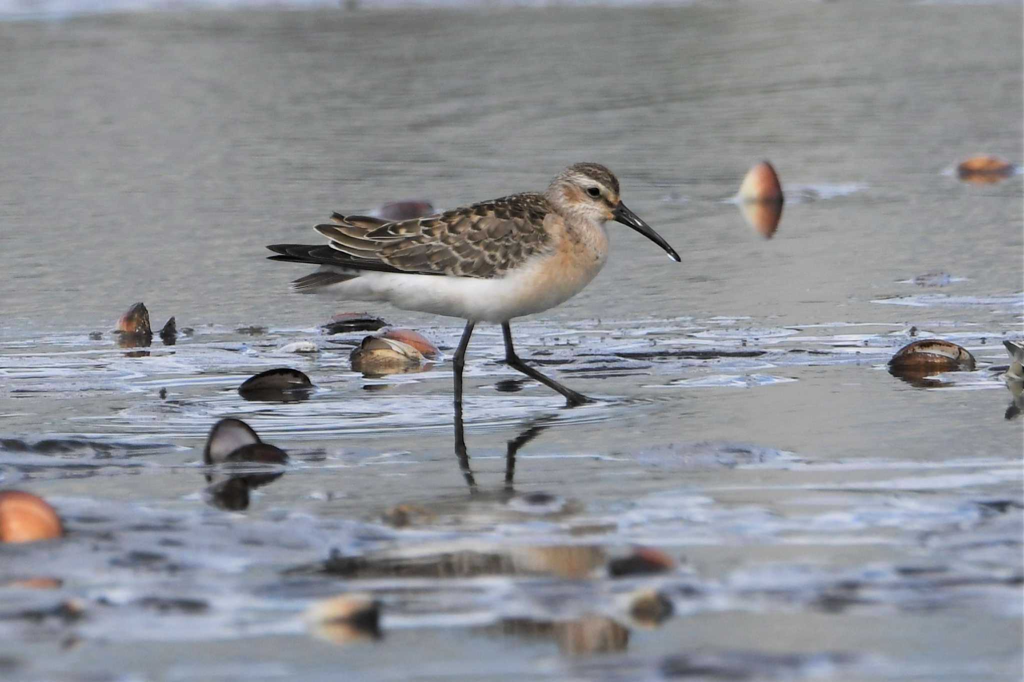 Photo of Curlew Sandpiper at Sambanze Tideland by こうきとさき