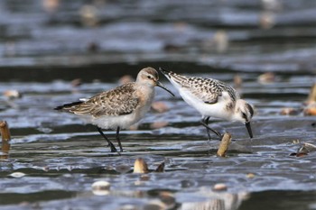 サルハマシギ ふなばし三番瀬海浜公園 2021年9月7日(火)