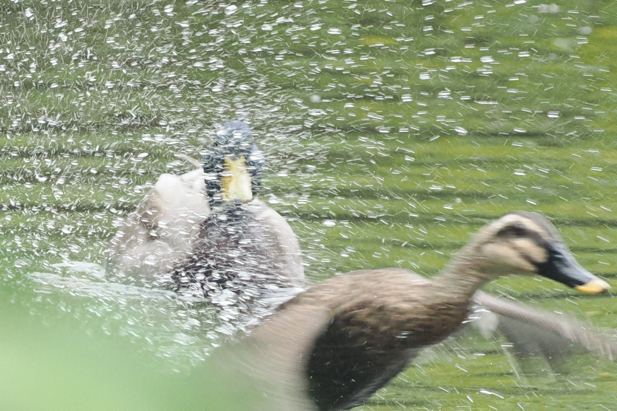 東京港野鳥公園 マガモの写真 by アポちん