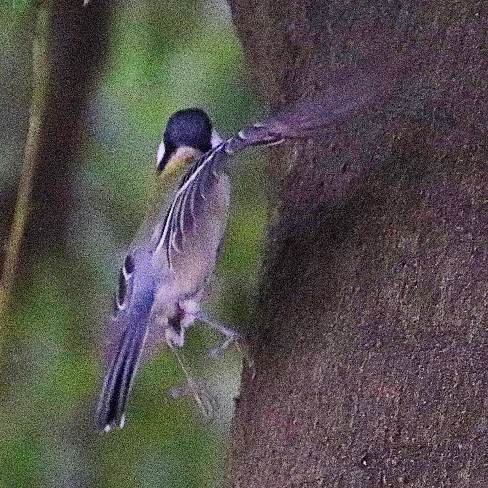 シジュウカラ