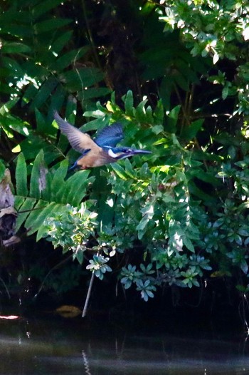 Common Kingfisher 周南緑地公園(山口県周南市) Fri, 10/14/2022