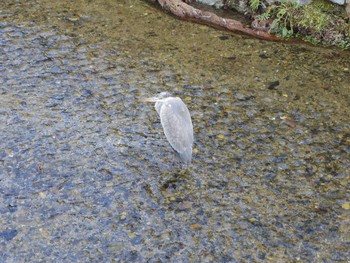 Grey Heron 京都 白川 Mon, 2/12/2018