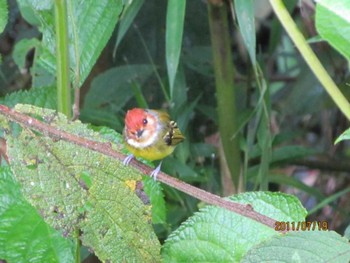 Rufous-crowned Tody-Flycatcher