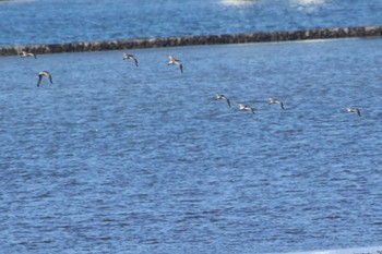 Bar-tailed Godwit(menzbieri) 白川河口 Tue, 10/22/2019