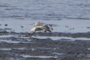 Bar-tailed Godwit(menzbieri) 白川河口 Mon, 10/7/2019