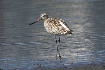 コシジロオオソリハシシギ ふなばし三番瀬海浜公園 2020年10月29日(木)