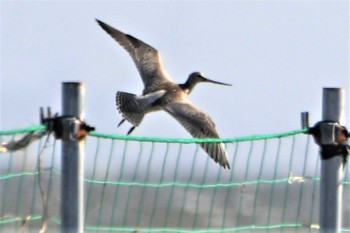 Bar-tailed Godwit(menzbieri) Sambanze Tideland Wed, 9/22/2021