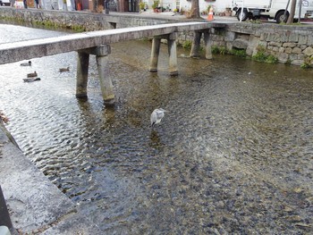 アオサギ 京都 白川 2018年2月12日(月)