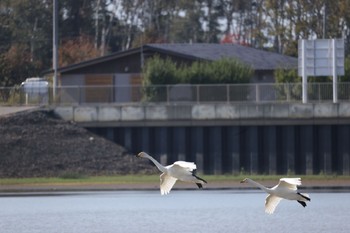 2022年10月14日(金) いしかり調整池(石狩調整池)の野鳥観察記録