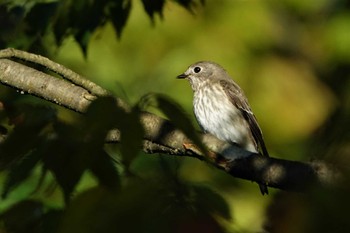 2022年10月14日(金) ロクハ公園(滋賀県草津市)の野鳥観察記録