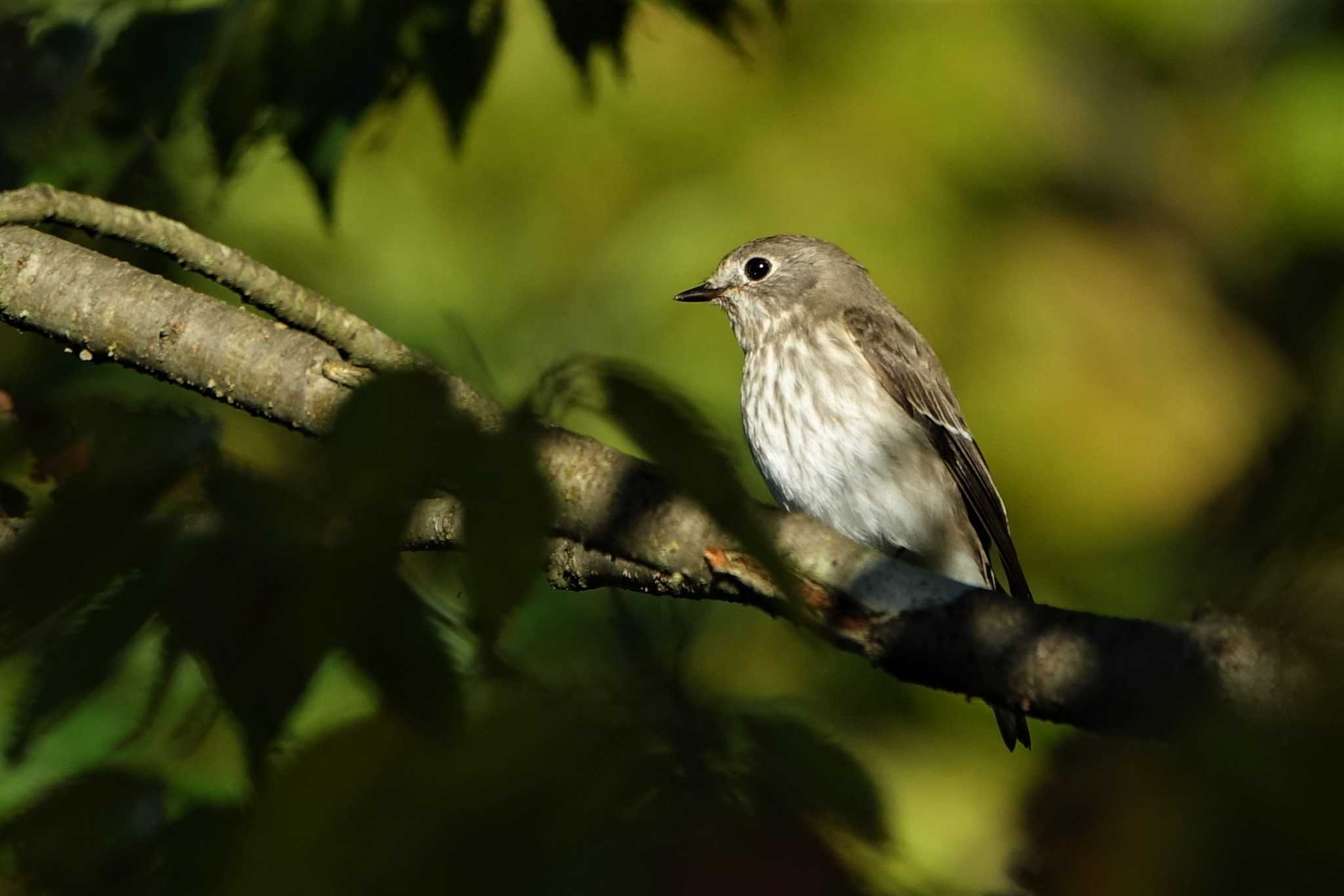 Grey-streaked Flycatcher