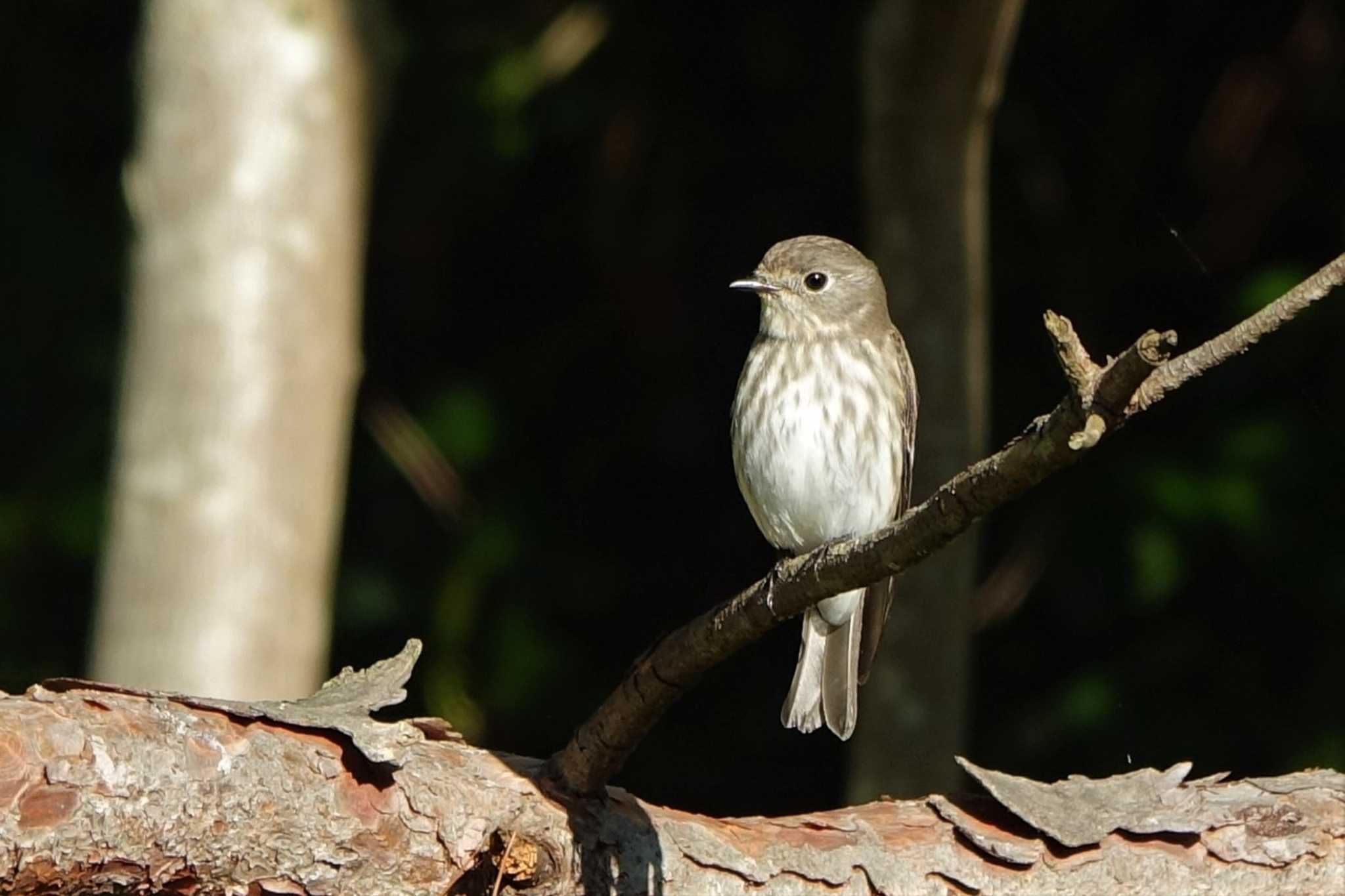 Grey-streaked Flycatcher