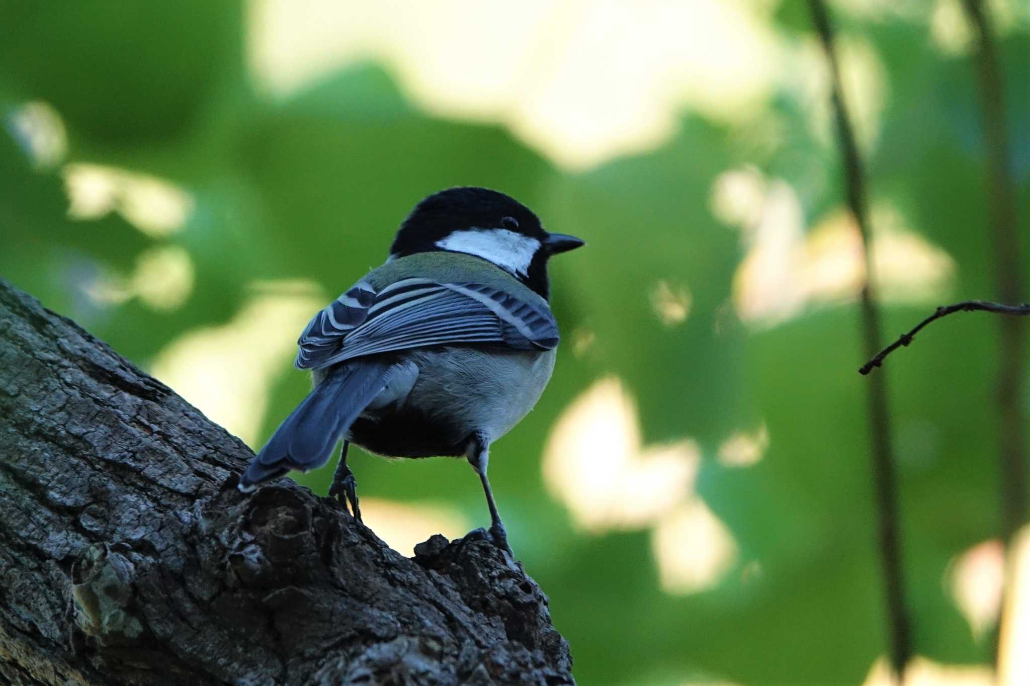 Japanese Tit