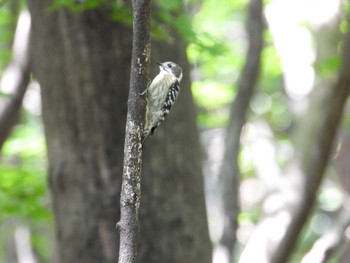 コゲラ 蔵王野鳥の森 2022年10月1日(土)