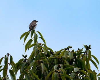 Grey-streaked Flycatcher Tokyo Port Wild Bird Park Fri, 10/14/2022