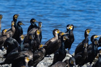 Great Cormorant Tokyo Port Wild Bird Park Sun, 10/2/2022