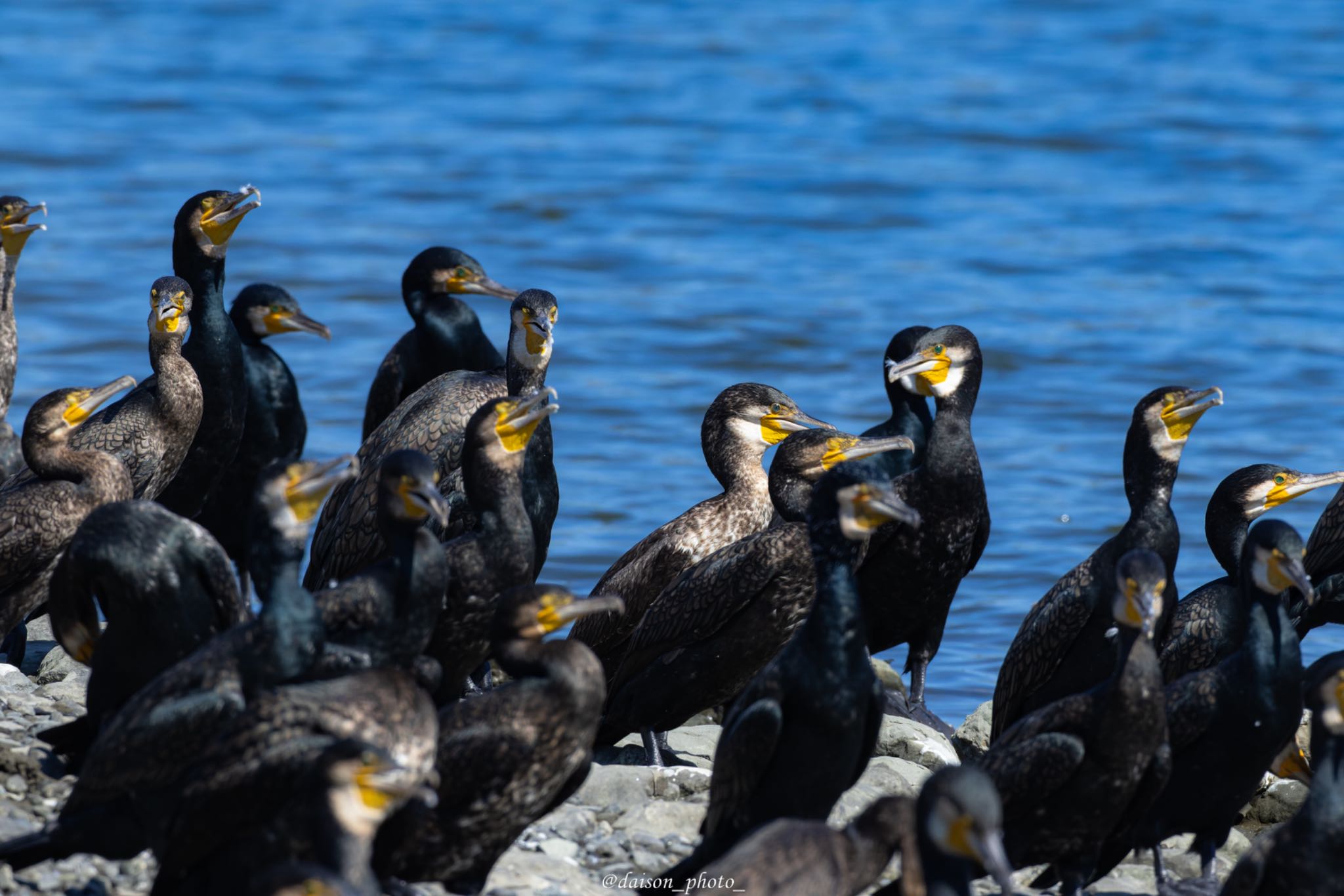 東京港野鳥公園 カワウの写真 by Daison