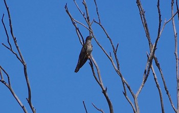 2022年10月14日(金) 万代池の野鳥観察記録