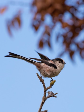 Long-tailed Tit 兵庫県宝塚市 Thu, 11/23/2017