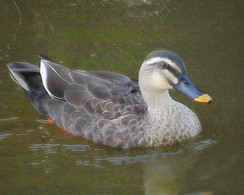 Fri, 10/14/2022 Birding report at 大仙陵古墳