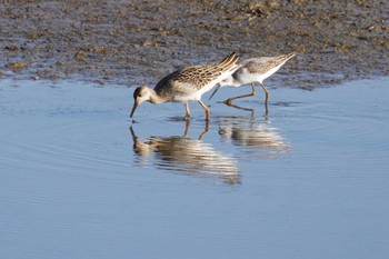 Ruff いしかり調整池(石狩調整池) Sun, 9/11/2022