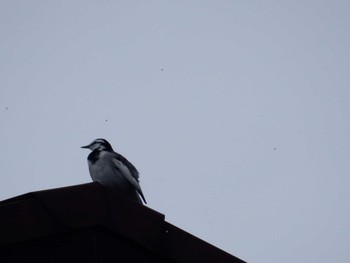 White Wagtail 妙正寺川 Fri, 10/14/2022